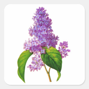 Pegatina Cuadrada Lilacs púrpura de Pierre-Joseph Redoute