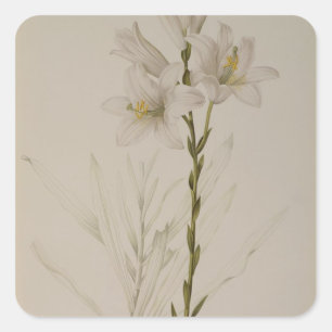Pegatina Cuadrada Lilium Candidum, de "Les Liliacees", 1807