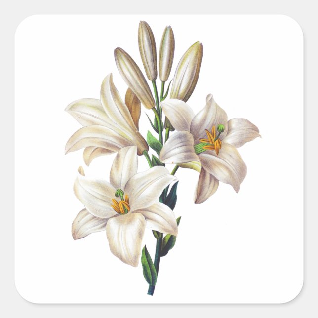 Pegatina Cuadrada Lilium Candidum o Madonna Lily By Redoute (Anverso)