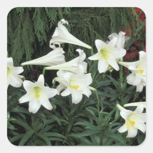 Pegatina Cuadrada Lily de Pascua (Lilium regale)