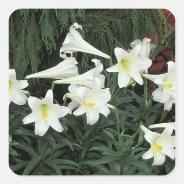 Pegatina Cuadrada Lily de Pascua (Lilium regale) (Anverso)