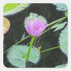 Pegatina Cuadrada Lily Pad Bright Pink Water Lily Flower Bloom