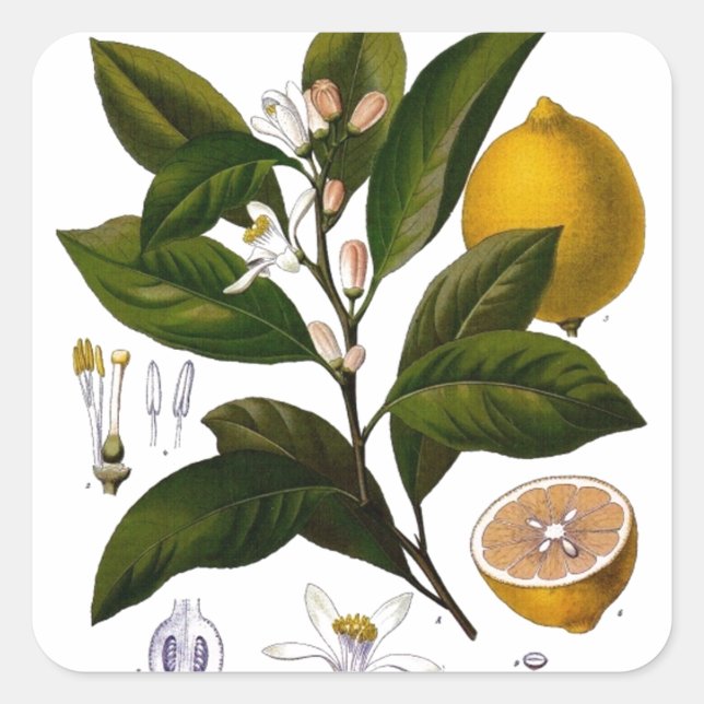 Pegatina Cuadrada Limón (Anverso)