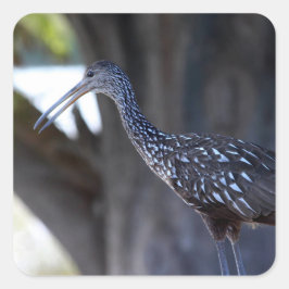 Pegatina Cuadrada Limpkin, The Crying Bird