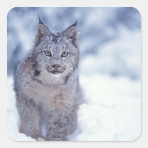 Pegatina Cuadrada Lince en la nieve en las estribaciones