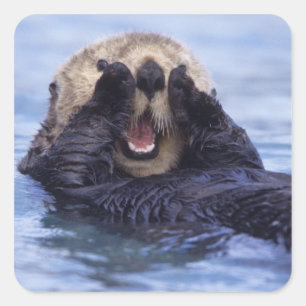 Pegatina Cuadrada Linda nutria de mar Alaska, EE. UU.