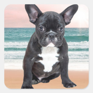 Pegatina Cuadrada Lindo Bulldog Francés Playa Sol Agua
