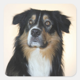 Pegatina Cuadrada Lindo cachorro Aussie amante del pastor australian