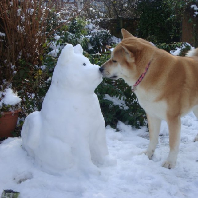 Pegatina Cuadrada lindos akita besando a un muñeco de nieve akita fo (Subido por el creador)