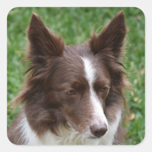 Pegatina Cuadrada línea de control fronterizo p8