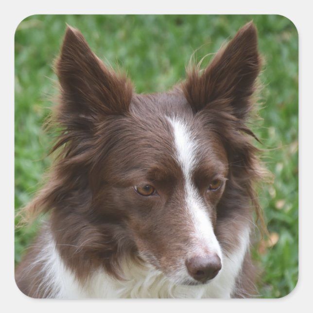 Pegatina Cuadrada línea de control fronterizo p8 (Anverso)