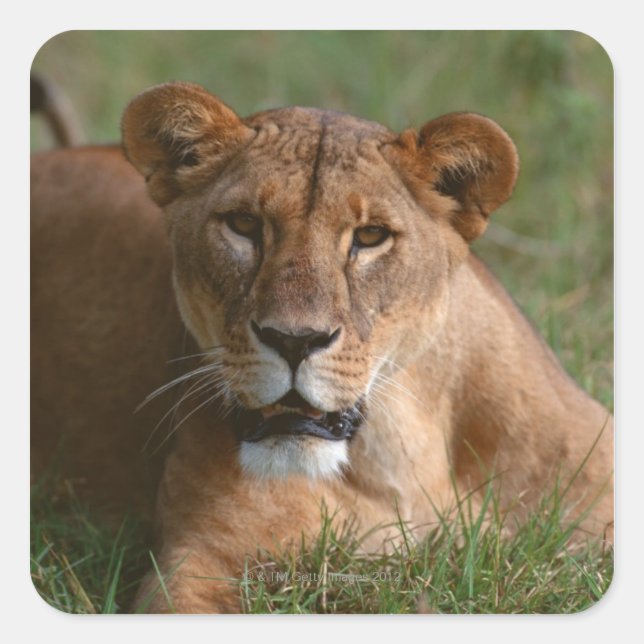 Pegatina Cuadrada Lion (Anverso)
