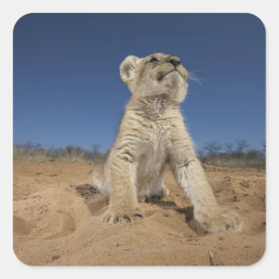 Pegatina Cuadrada Lion Cub (Panthera Leo) sentado en la arena, Namib