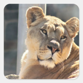 Pegatina Cuadrada Lionesa
