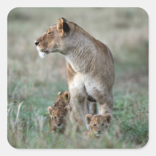 Pegatina Cuadrada Lioness (Panthera leo) y cubs, Masai Mara
