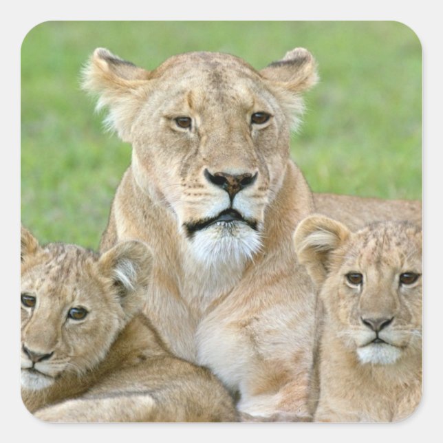 Pegatina Cuadrada Lioness y Two Cubs, África Oriental, Tanzania, (Anverso)
