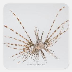 Pegatina Cuadrada Lionfish rojo (volitans del Pterois)