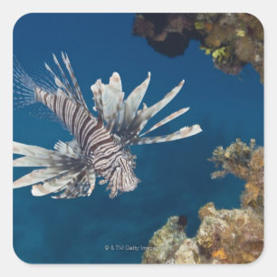 Pegatina Cuadrada Lionfish (volitans del Pterois) que nada encima