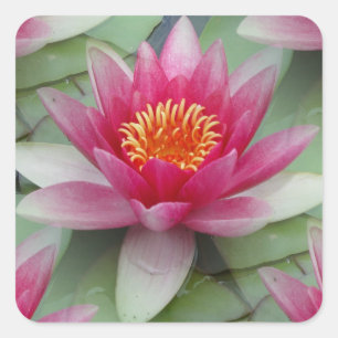 Pegatina Cuadrada Lirio de agua rosa Lotus