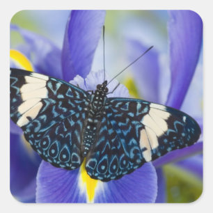 Pegatina Cuadrada Lirio púrpura de mariposa tropical