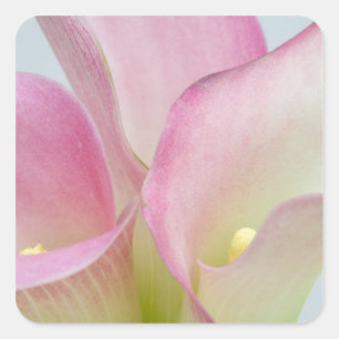 Pegatina Cuadrada Lirios de Calla Rosados