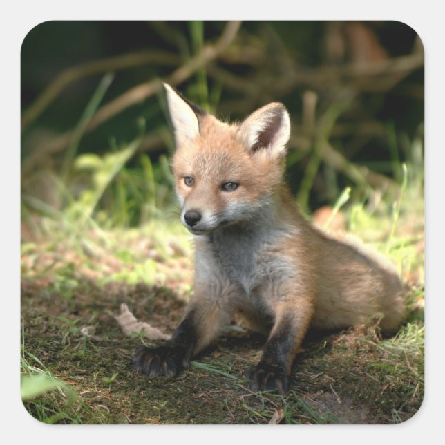 Pegatina Cuadrada Little Cub Red Fox (Anverso)