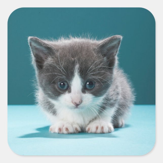 Pegatina Cuadrada Little Kitten (Anverso)
