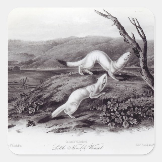 Pegatina Cuadrada Little Nimble Weasel (Anverso)