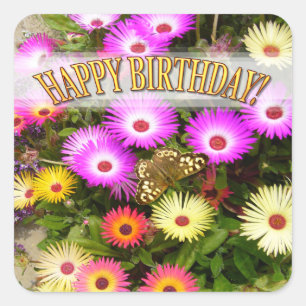 Pegatina Cuadrada Livingstone Daisy Birthday