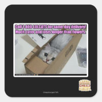 Llamar al 1-800-LOLCATS