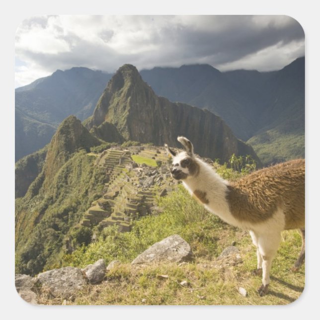 Pegatina Cuadrada Llamas y una vista general de Machu Picchu, (Anverso)