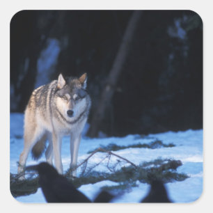 Pegatina Cuadrada lobo gris, Canis lupus, en las estribaciones