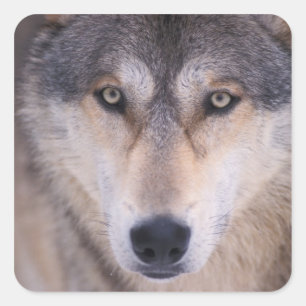 Pegatina Cuadrada lobo gris, Canis lupus, primer plano de ojos