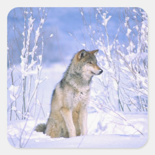 Pegatina Cuadrada Lobo gris sentado en la nieve, Canis lupus,