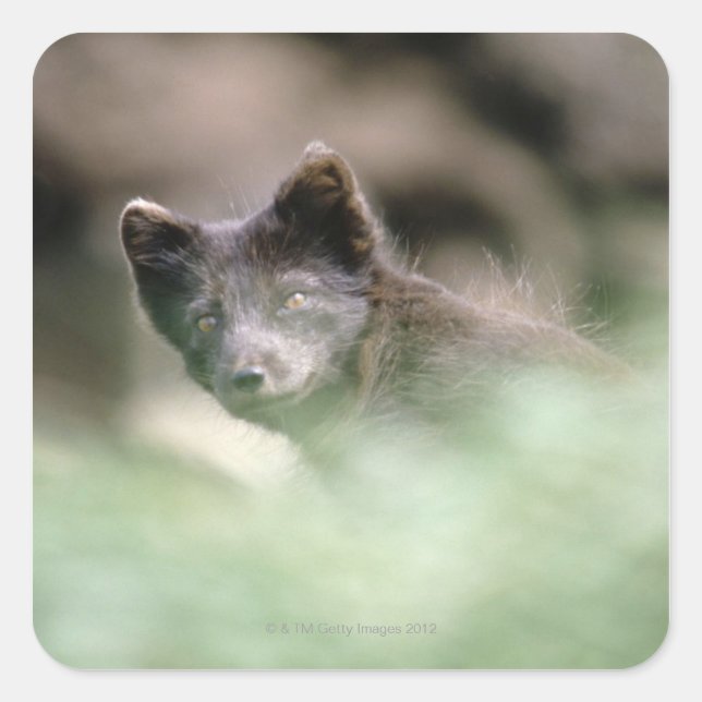 Pegatina Cuadrada Lobo negro pequeño (Anverso)
