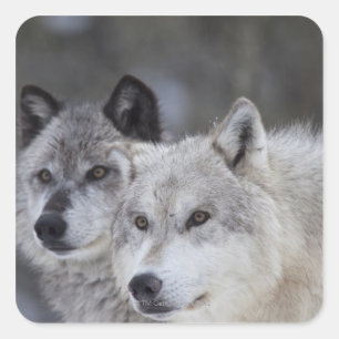Pegatina Cuadrada Lobos (Canus lupus) de West Yellowstone. Esto