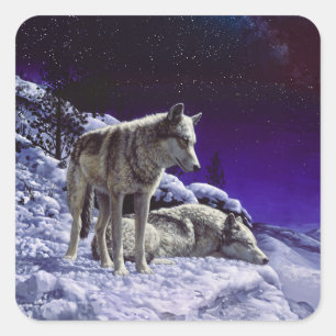 Pegatina Cuadrada Lobos grises en la nieve de invierno de noche