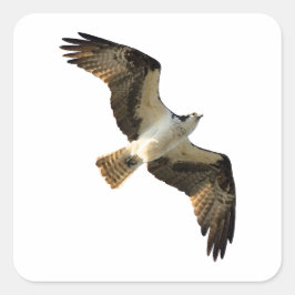 Pegatina Cuadrada Logotipo Osprey in Flight