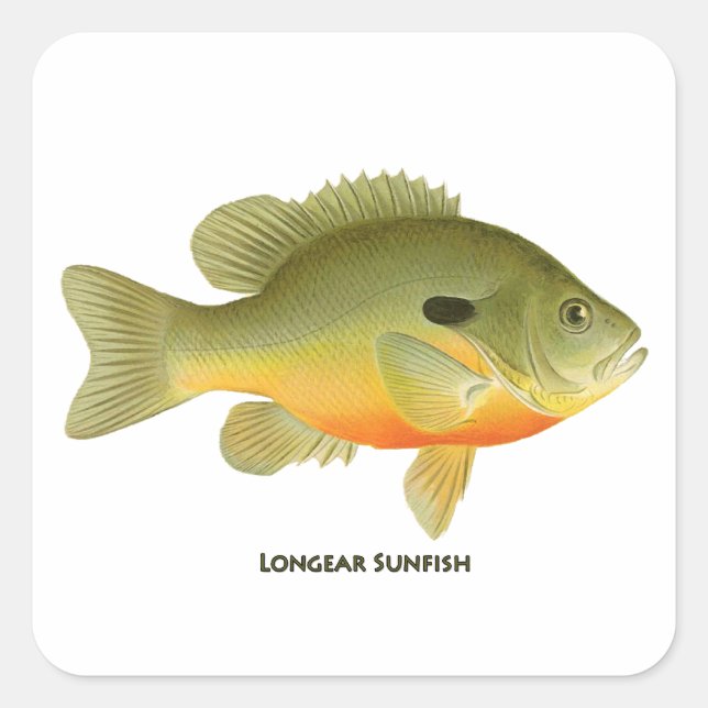 Pegatina Cuadrada Longear Sunfish (Anverso)