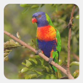 Pegatina Cuadrada Lorikeet arcoiris
