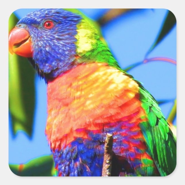 Pegatina Cuadrada lorikeet de arco iris (Anverso)