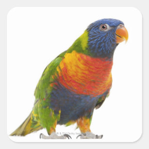 Pegatina Cuadrada Lorikeet de arcoiris femenino - Trichoglossus