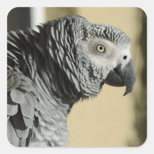 Pegatina Cuadrada Loro del gris africano de Congo con las plumas