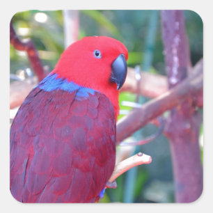 Pegatina Cuadrada Loro eclectus colorido