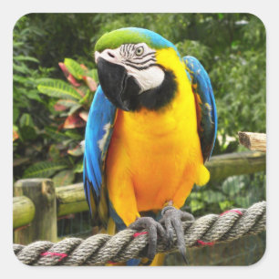 Pegatina Cuadrada Loro exótico del Macaw