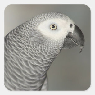 Pegatina Cuadrada Loro gris estadista africano