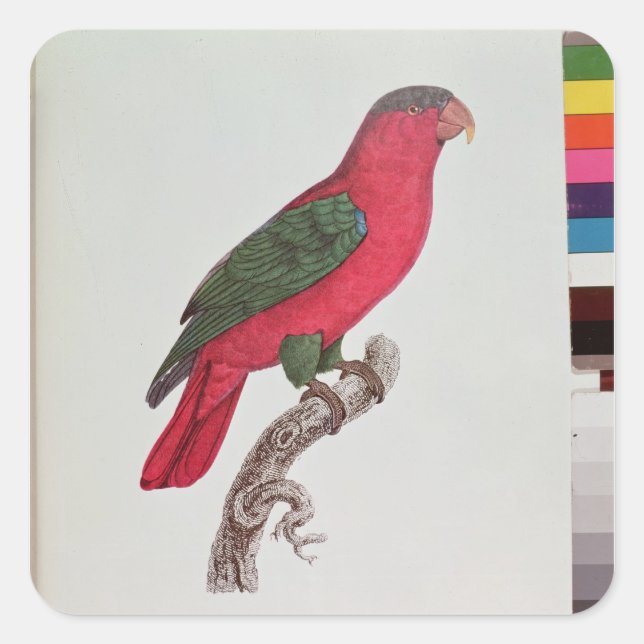Pegatina Cuadrada Loro: Lory o Collared (Anverso)