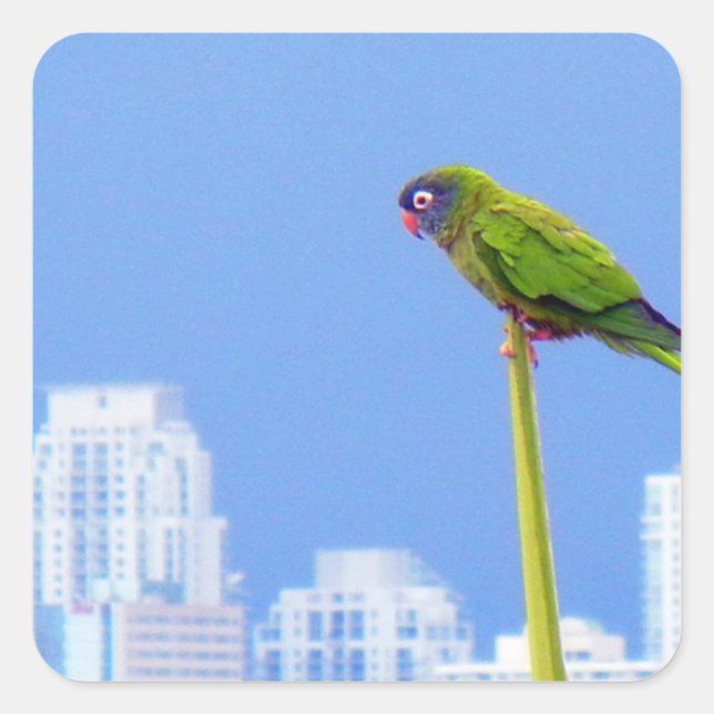 Pegatina Cuadrada ~Loro~ PEGATINA, PUBLICIDAD, PERSONALIZAR (Anverso)