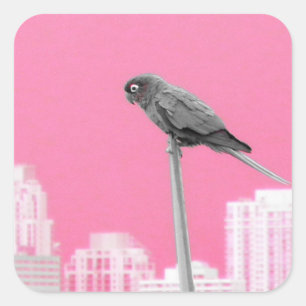 Pegatina Cuadrada ~Loro~ PEGATINA, PUBLICIDAD, PERSONALIZAR