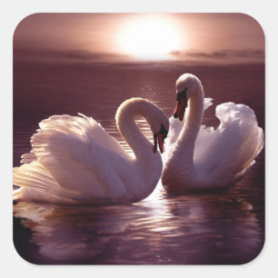 Pegatina Cuadrada Los amantes de los cisnes forman un corazón